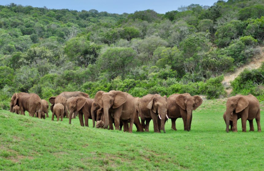Addo Elephant National Park, Eastern Cape, South Africa